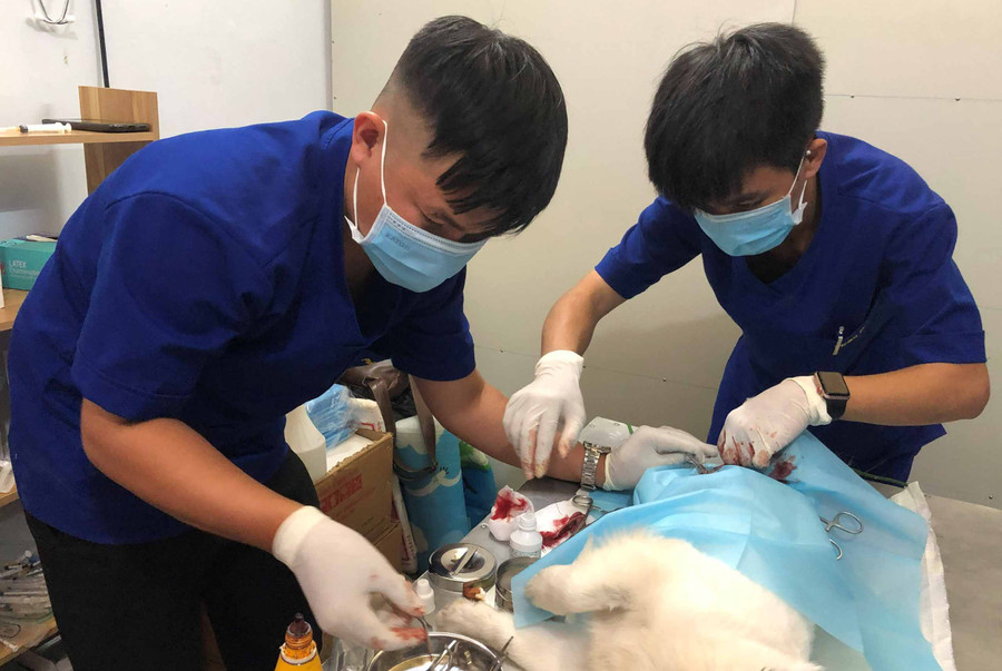  Bác sĩ thú y tại Phòng khám Pleiku Pet chữa bệnh cho thú cưng. Ảnh: Anh Huy
