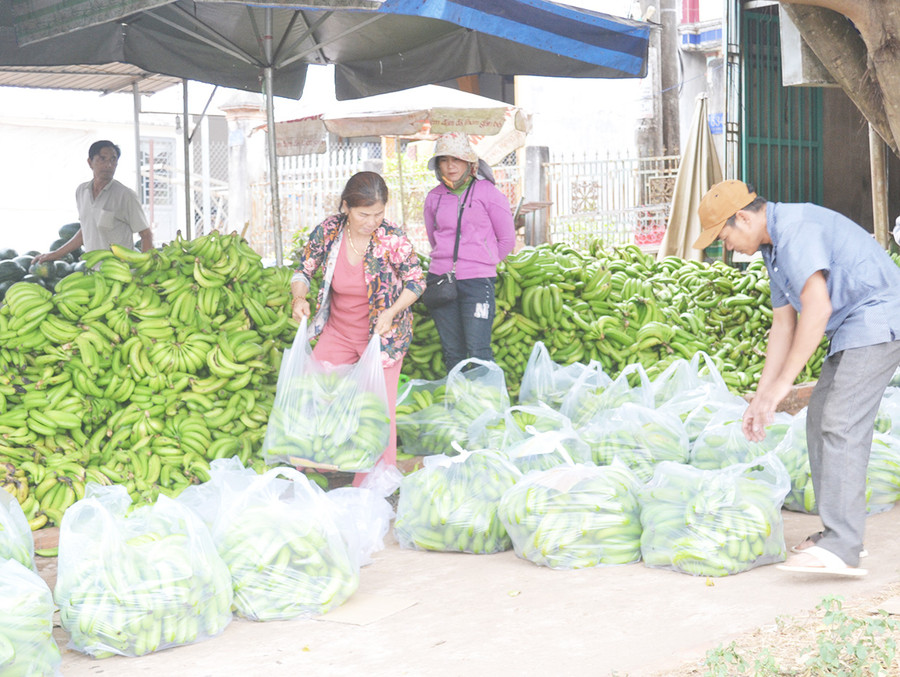  Một điểm thu mua trái cây tại tổ 9 (thị trấn Kon Dơng, huyện Mang Yang). Ảnh: Hoàng Cư