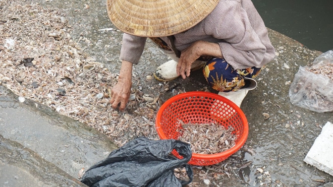 Nhiều người quanh năm gắn bó với nghề mót cá.