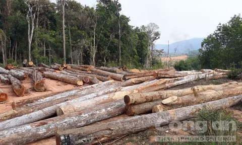 Bãi tập kết gỗ tận thu