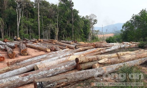 Bãi tập kết gỗ tận thu