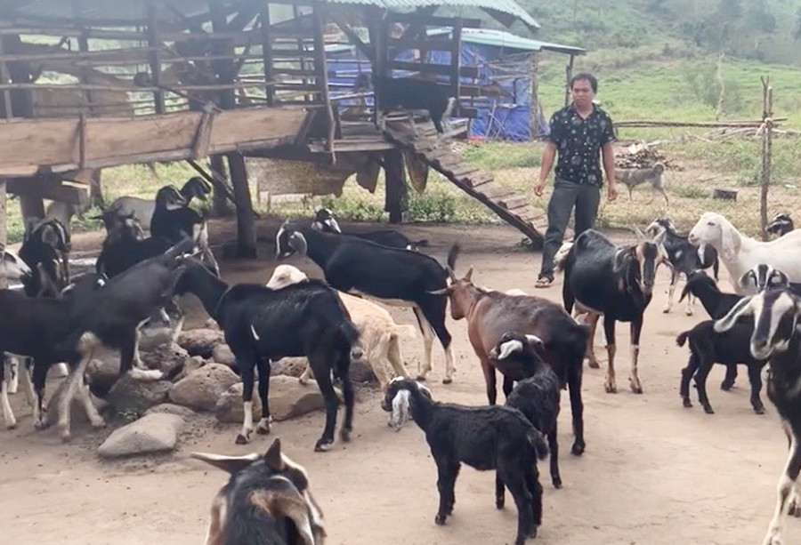 Anh Ksor Leng (xã Krông Năng, huyện Krông Pa) chăm sóc đàn dê của gia đình. Ảnh: Vũ Chi Anh Ksor Leng (xã Krông Năng, huyện Krông Pa) chăm sóc đàn dê của gia đình Ảnh: Vũ Chi