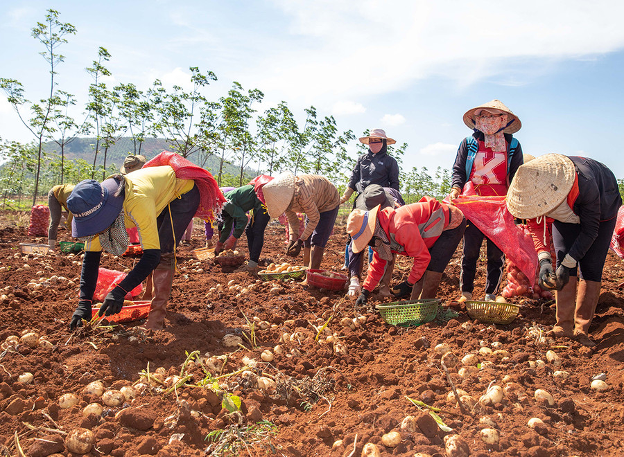 Nông dân huyện Chư Sê thu hoạch khoai tây. Ảnh: Lê Nam Nông dân huyện Chư Sê thu hoạch khoai tây. Ảnh: Lê Nam