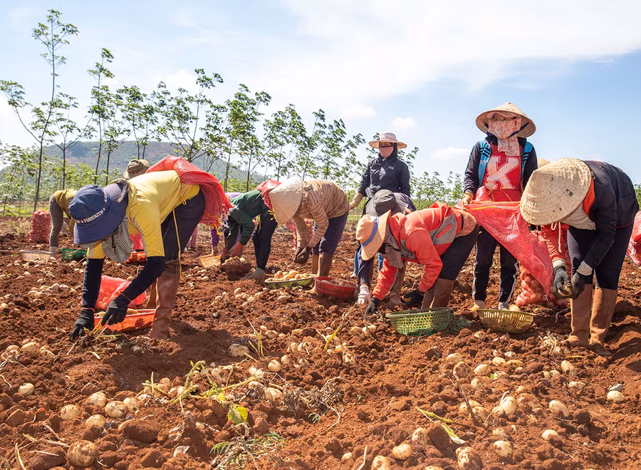 Nông dân huyện Chư Sê thu hoạch khoai tây. Ảnh: Lê Nam