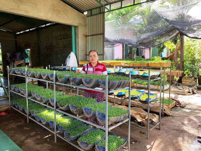 Người dân xã Ia Le (huyện Chư Pưh) tận dụng bình đựng nước bằng nhựa để trồng rau mầm bán nhằm hạn chế xả thải rác thải nhựa ra môi trường