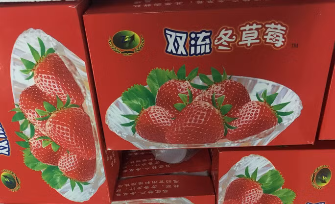 Bên trong các thùng xốp chứa dâu tây tươi, hộp giấy ngoài kèm hình ảnh và chữ Trung Quốc.