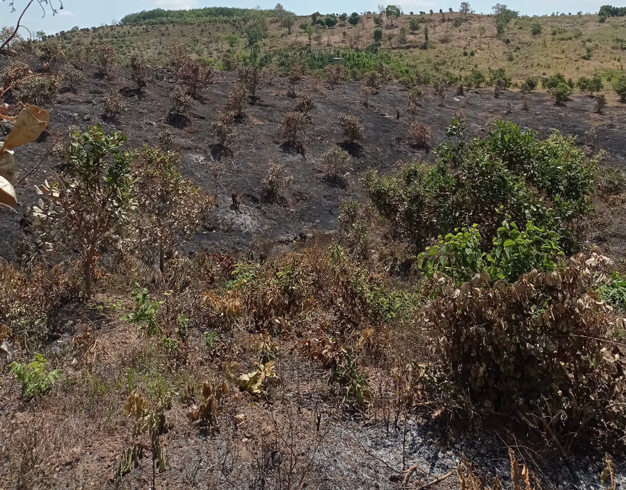 Hơn 2 ha nương rẫy của người dân đã bị thiêu rụi. Ảnh: Văn Ngọc Hơn 2 ha nương rẫy của người dân đã bị thiêu rụi.Ảnh: Văn Ngọc