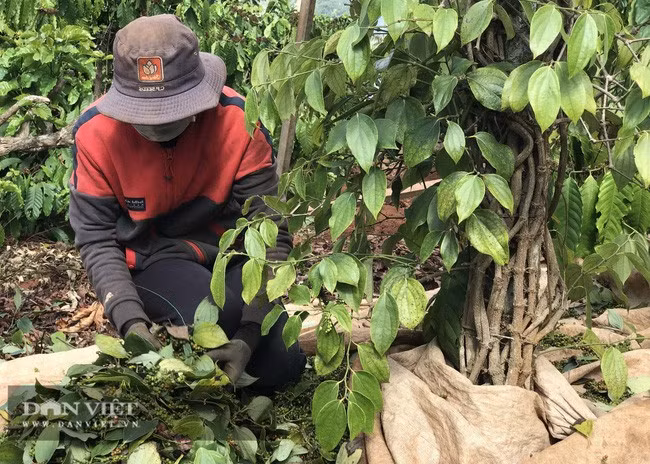 Nông dân Đắk Lắk đang bước vào cuối vụ thu hoạch tiêu. Ảnh: Duy Hậu