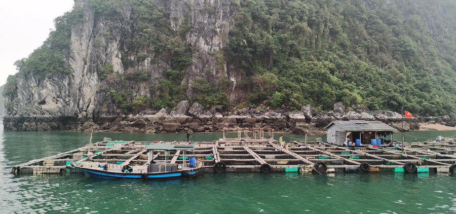 Những làng chài chủ yếu nuôi hàu, ngao, cá song. ẢNH N.H