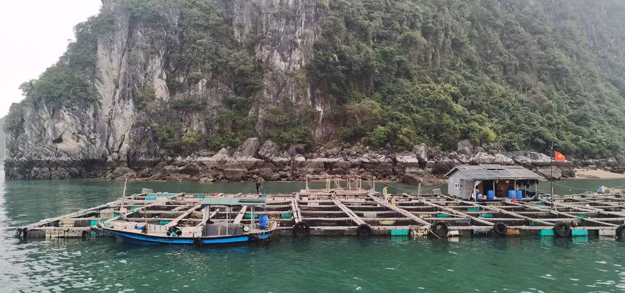 Những làng chài chủ yếu nuôi hàu, ngao, cá song. ẢNH N.H