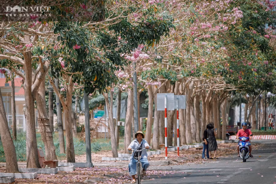 Người lưu thông trên tuyến đường dưới sắc hoa phủ bóng khiến khung cảnh trở nên rất lãng mạn. Ảnh: NT.