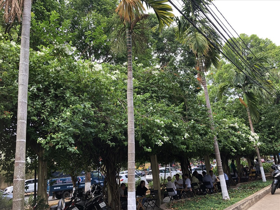 Giàn hoa giấy nối thành hàng dài toạ lạc ngay trung tâm TP.Buôn Ma Thuột... Giàn hoa giấy nối thành hàng dài toạ lạc ngay trung tâm TP.Buôn Ma Thuột...