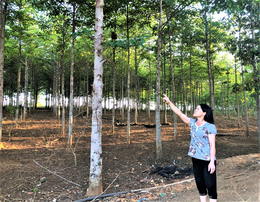  Bà Nguyễn Thị Kim Hoa (thôn 1, xã Ia Nhin) bên rừng trồng gỗ gáo vàng của gia đình. Ảnh: Đinh Yến