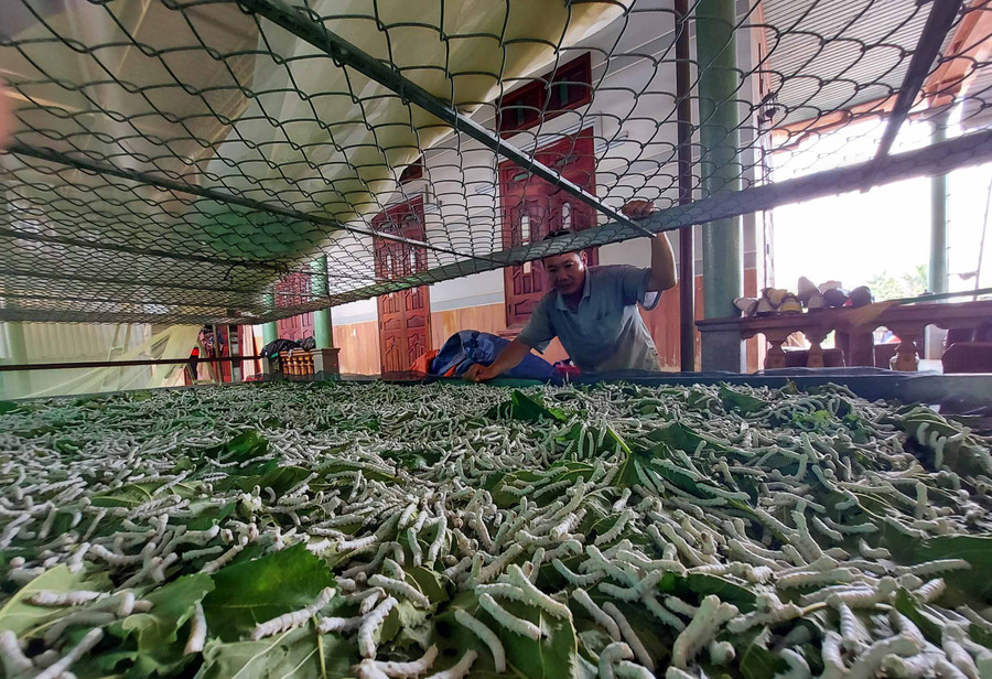 3. Ông Trần Bá Chiến bên 1 hộp tằm của gia đình