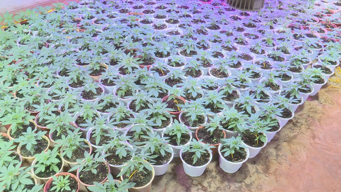 Hàng ngàn cây cần sa đang được chăm sóc