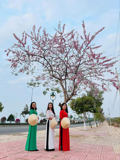 Du khách chụp ảnh bên “cung đường hoa đỗ mai” ở Phan Thiết