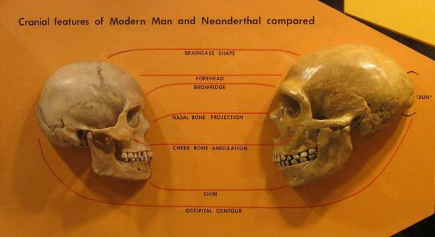 Hộp sọ loài chúng ta (trái) nhỏ hơn hộp sọ loài người cổ Neanderthals, nhưng nhờ các gene đặc biệt, chúng ta vẫn có trí não vượt trội - Ảnh: HAIRY MUSEUM