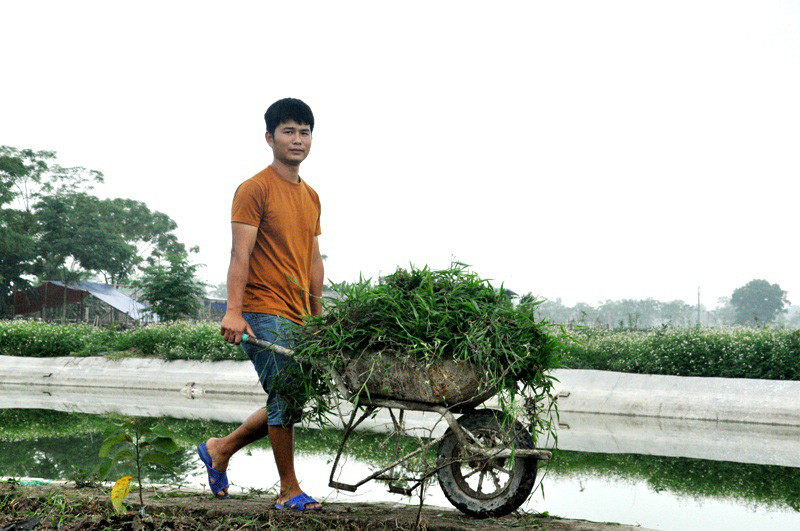 Lê Thiên Tư bỏ nghề điều dưỡng, về quê sớm hôm cắt cỏ, nuôi cá, ốc, ếch, thu hàng trăm triệu mỗi năm.