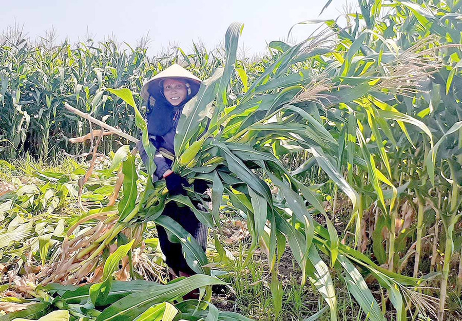 Nông dân huyện Chư Sê thu hoạch bắp sinh khối. Ảnh: Hoàng Viên
