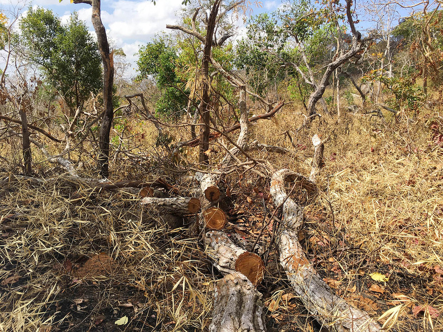Cây rừng bị cắt hạ theo quy cách dài gần 1 m để khô tại chỗ, sau đó vận chuyển về tiêu thụ. Ảnh: Vĩnh Hoàng Gỗ củi được cắt hạ theo quy cách dài gần 1 m để khô tại chỗ sau đó vận chuyển về tiêu thụ.