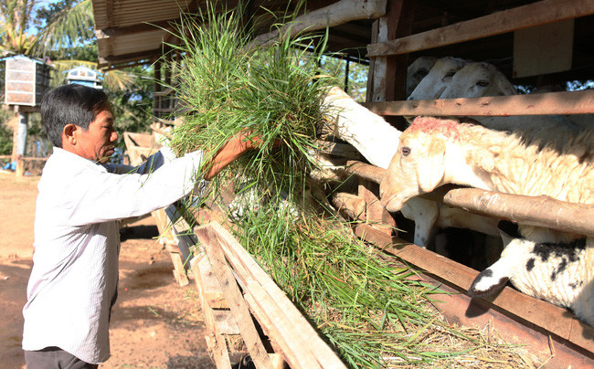 Ông Tạ Văn Lẹ cho đàn cừu ăn cỏ tươi từ đồng cỏ mà ông tạo lập. Ảnh: Q.Đ