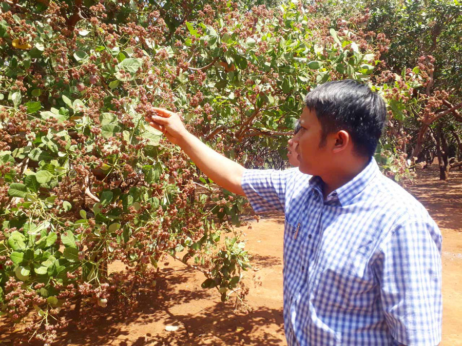 Cây điều ra hoa rất nhiều nhưng quả đậu ít do gặp mưa. Ảnh: Quang Tấn