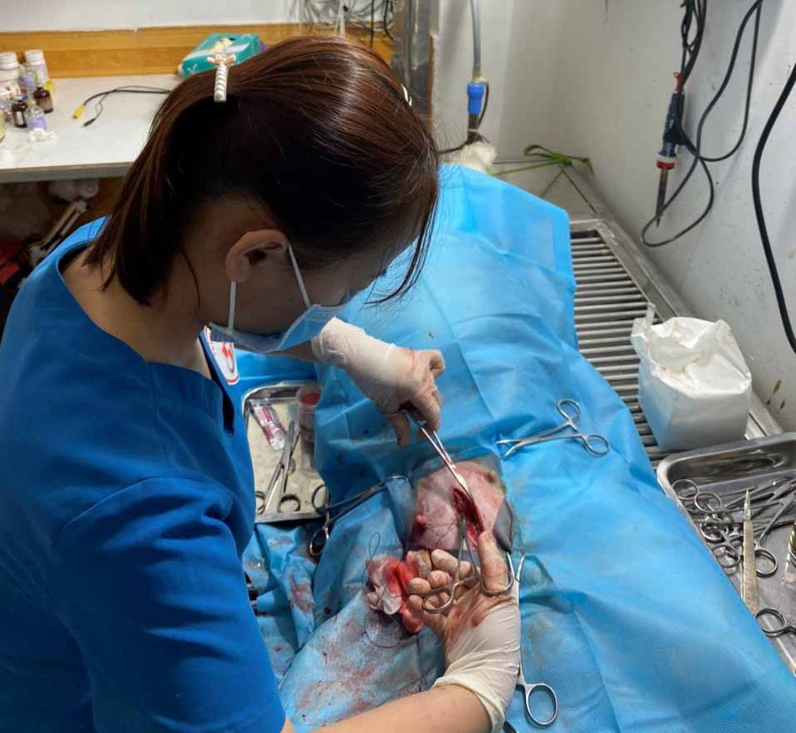 bác sĩ thú y Nguyễn Thị Hiếu Thuần đang phẫu thuật mổ lấy thai cho một chú cún cưng