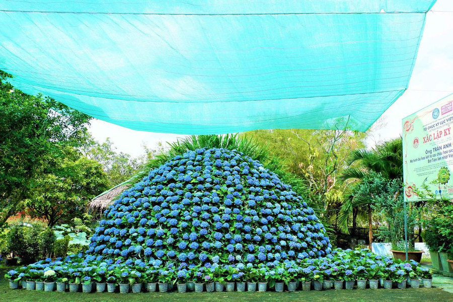 Đường kính bó hoa 14 mét, chiều cao gần 5 mét, dài 12,5 mét được kết từ 1.000 chậu cẩm tú cầu Nhật ẢNH: MINH CHƠN