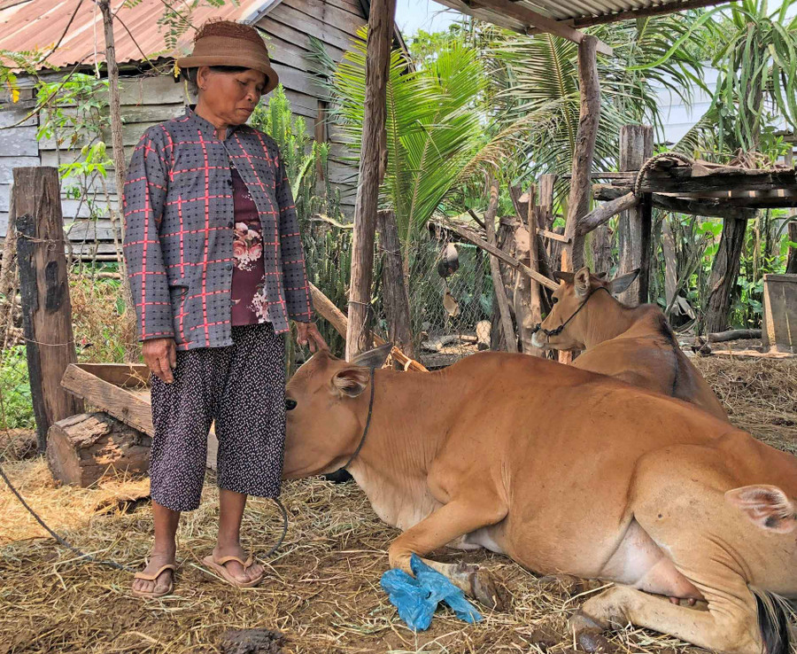 Được xã hỗ trợ 8 tấm tôn, bà Tuyết đã di dời chuồng nuôi nhốt gia súc ra khỏi gầm nhà sàn. Ảnh: Anh Huy