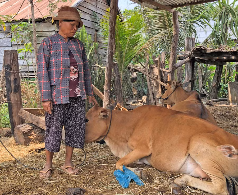 Được xã hỗ trợ 8 tấm tôn, bà Tuyết đã di dời chuồng nuôi nhốt gia súc ra khỏi gầm nhà sàn. Ảnh: Anh Huy