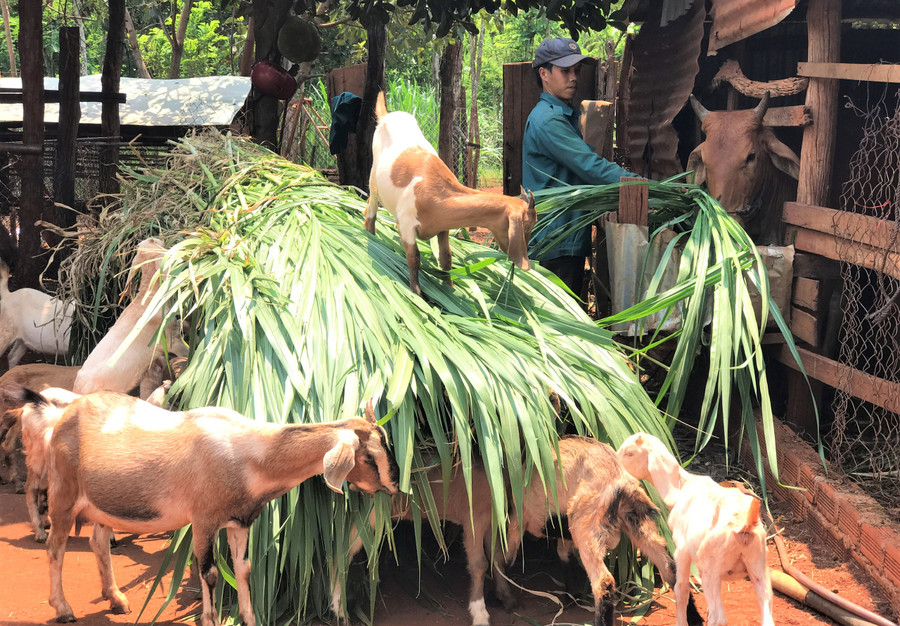 Trang trại chăn nuôi của anh Nhị ngày càng được nhân rộng và phát triển. Ảnh Trần Dung