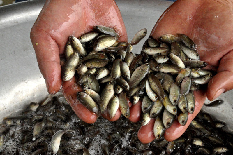 Ngoài ra, anh còn nuôi thêm cá rô đầu vuông có nguồn gốc từ các tỉnh miền Tây.