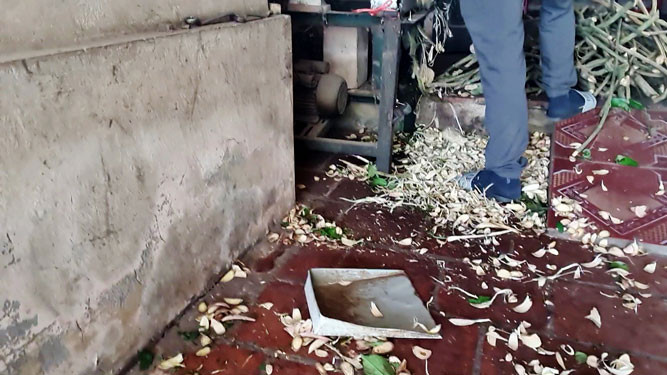 Cây thuốc bị vứt và đạp lên sau khi cắt nhỏ tại nhà một người được mệnh danh “thần y” Triệu Thị Quyết, ngụ huyện Ba Vì, TP Hà Nội. Ảnh: NGUYỄN LÊ