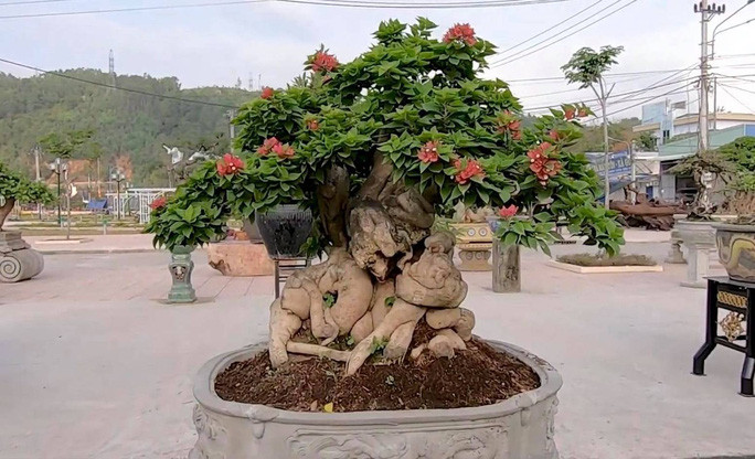 Một cây hoa giấy Mỹ được trưng bày tại triển lãm