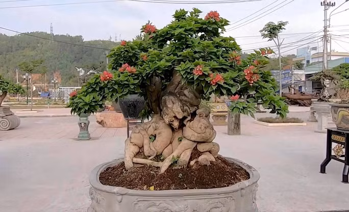 Một cây hoa giấy Mỹ được trưng bày tại triển lãm