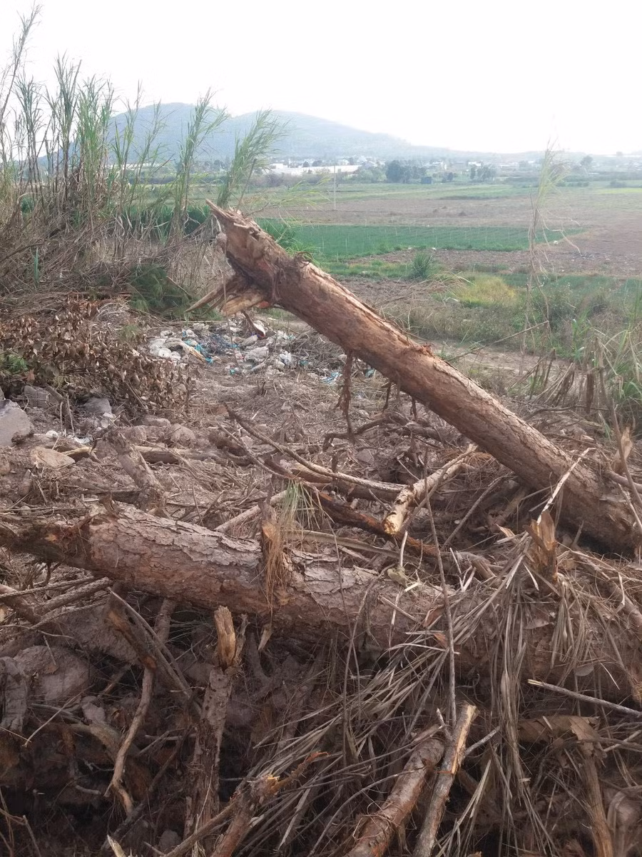 Tại hiện trường TK 298C, nhiều cây thông bị đánh bật gốc nằm chỏng chơ. ẢNH: LÂM VIÊN