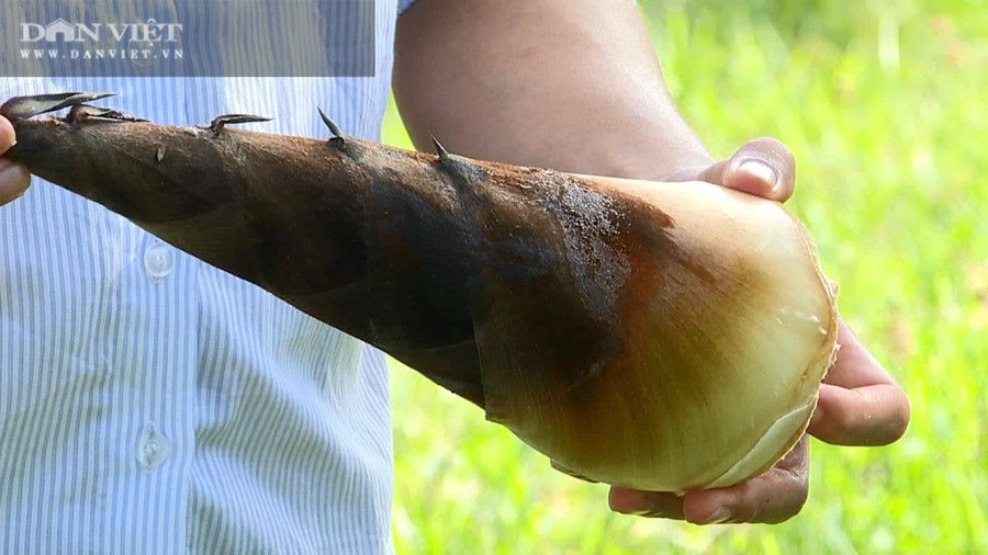 Mỗi năm, trừ những chi phí, anh Tuyển thu lãi được từ 600 - 700 triệu đồng từ vườn trồng măng tre Mạnh Tông.