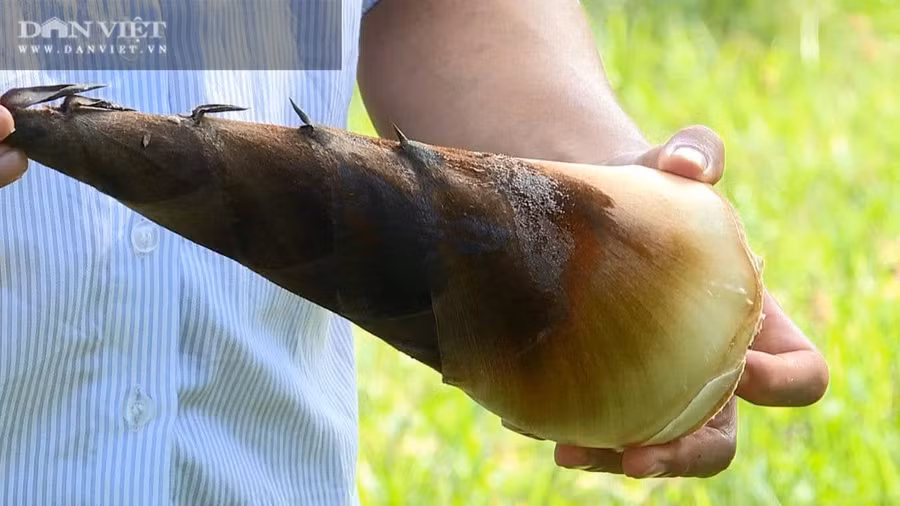 Mỗi năm, trừ những chi phí, anh Tuyển thu lãi được từ 600 - 700 triệu đồng từ vườn trồng măng tre Mạnh Tông.