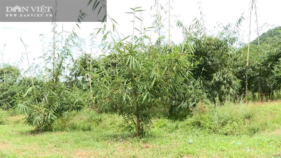 Từ mô hình trồng măng tre Mạnh Tông của anh Tuyển, giờ nhiều người ở xã Xuân Áng (huyện Hà Hòa, tỉnh Phú Thọ) đã học tập, trồng theo