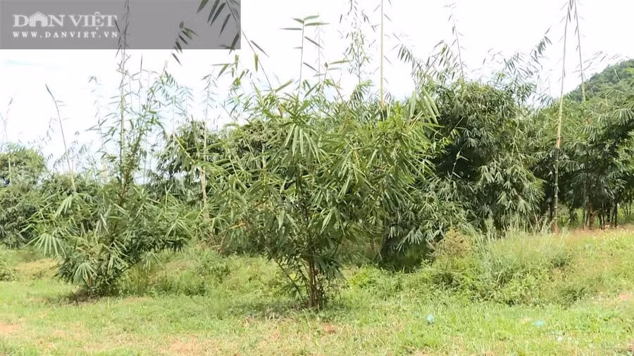 Từ mô hình trồng măng tre Mạnh Tông của anh Tuyển, giờ nhiều người ở xã Xuân Áng (huyện Hà Hòa, tỉnh Phú Thọ) đã học tập, trồng theo