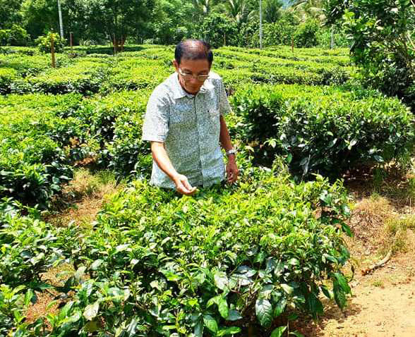  Ông nông dân Nguyễn Hữu Oanh đang chăm sóc vườn chè Gò Loi.
