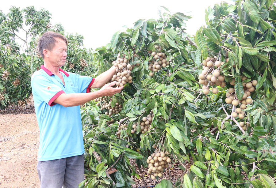 Gia Lai có nhiều lợi thế về điều kiện khí hậu, thổ nhưỡng để phát triển cây ăn quả. Ảnh: Quang Tấn