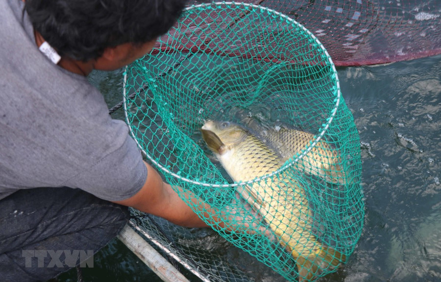 Cá chép đang được 'vỗ giòn' tại hộ gia đình anh Nguyễn Quốc Luật. (Ảnh: Phạm Kha/TTXVN) Cá chép đang được 'vỗ giòn' tại hộ gia đình anh Nguyễn Quốc Luật. (Ảnh: Phạm Kha/TTXVN)