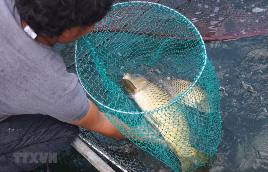  Cá chép đang được 'vỗ giòn' tại hộ gia đình anh Nguyễn Quốc Luật. (Ảnh: Phạm Kha/TTXVN)