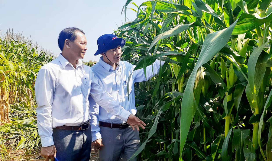 Ông Lê Sỹ Quý trao đổi, đánh giá chất lượng sản phẩm bắp sinh khối tại cánh đồng làng Amo, xã Bờ Ngoong. Ảnh: Hoàng Viên Ông Lê Sỹ Quý trao đổi, đánh giá chất lượng sản phẩm bắp sinh khối tại cánh đồng làng Amo, xã Bờ Ngoong. Ảnh: Hoàng Viên