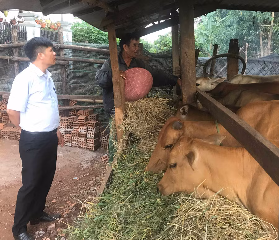 Cán bộ Trung tâm Dịch vụ nông nghiệp huyện Đak Đoa kiểm tra việc phòng bệnh cho đàn bò của gia đình ông Huơh (thị trấn Đak Đoa). Ảnh: Nguyễn Diệp