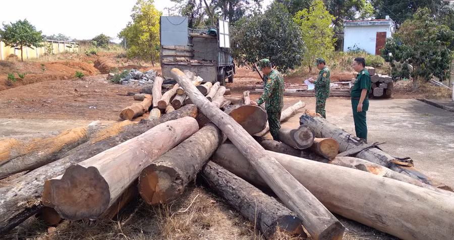 Lực lượng Biên phòng đo khối lượng gỗ vi phạm. Ảnh: Lê Anh