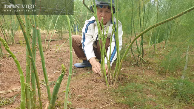 Mỗi ngày bà Nghĩa hái được từ 10kg đến 60kg măng tây, tùy vào từng thời điểm. Bình quân mỗi ngày, gia đình bà Nghĩa thu về hàng triệu đồng nhờ bán măng tây.