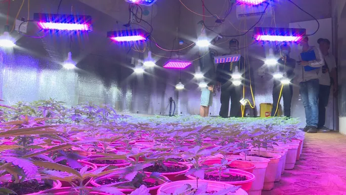 Cùng ngày, Phòng CSĐT tội phạm về ma túy tiếp tục phát hiện trong rẫy của một hộ dân ở xã Ea Tu (TP Buôn Ma Thuột) đang trồng 410 cây cần sa.