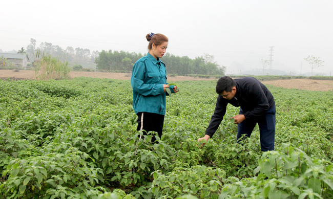 Chị Bùi Thị Thúy, Giám đốc Hợp tác xã Nông lâm nghiệp Sơn Thịnh kiểm tra chất lượng cây hương nhu chuẩn bị thu hoạch. Chị Bùi Thị Thúy, Giám đốc Hợp tác xã Nông lâm nghiệp Sơn Thịnh kiểm tra chất lượng cây hương nhu chuẩn bị thu hoạch.